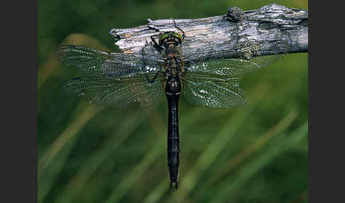 Gemeine Smaragdlibelle (Cordulia aenea)