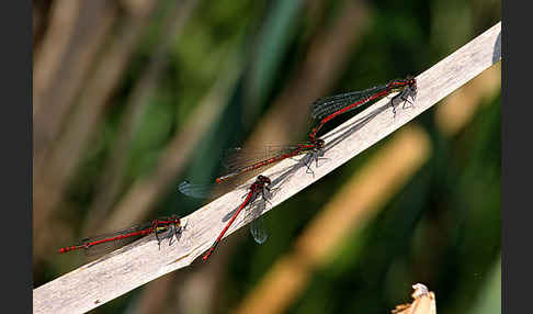 Frühe Adonislibelle (Pyrrhosoma nymphula)