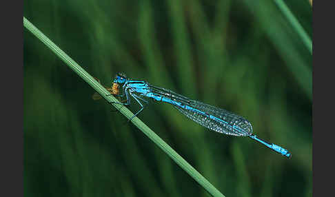 Hufeisen-Azurjungfer (Coenagrion puella)