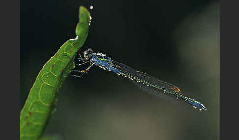 Gemeine Binsenjungfer (Lestes sponsa)