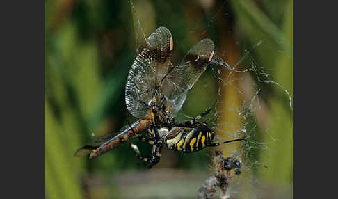 Gebänderte Heidelibelle (Sympetrum pedemontanum)