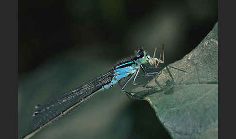 Große Pechlibelle (Ischnura elegans)