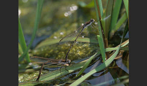 Gemeine Winterlibelle (Sympecma fusca)