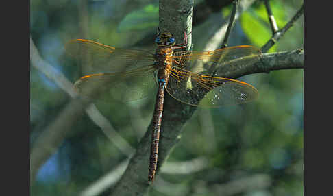 Braune Mosaikjungfer (Aeshna grandis)