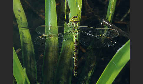 Grüne Mosaikjungfer (Aeshna viridis)