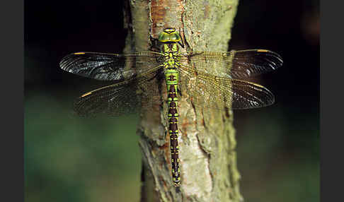 Grüne Mosaikjungfer (Aeshna viridis)