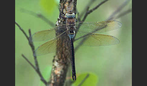 Kleine Königslibelle (Anax parthenope)