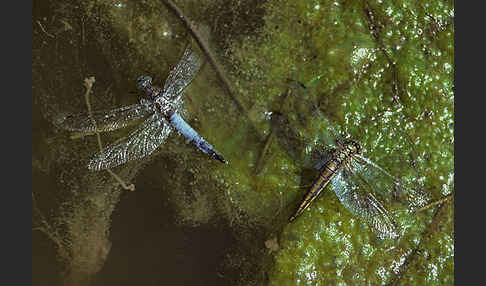 Großer Blaupfeil (Orthetrum cancellatum)