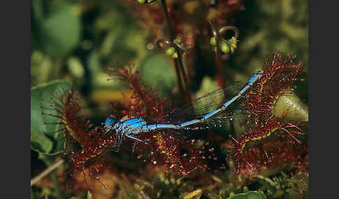 Becher-Azurjungfer (Enallagma cyathigerum)