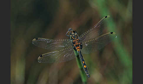 Kleine Moosjungfer (Leucorrhinia dubia)