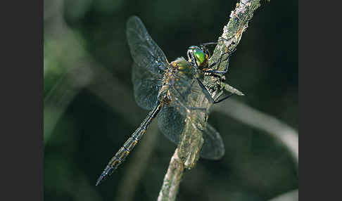 Gefleckte Smaragdlibelle (Somatochlora flavomaculata)