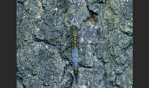 Großer Blaupfeil (Orthetrum cancellatum)