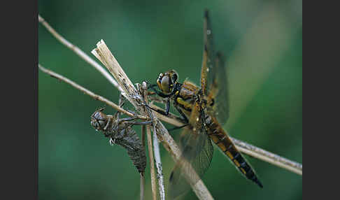 Vierfleck (Libellula quadrimaculata)