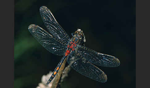 Kleine Moosjungfer (Leucorrhinia dubia)