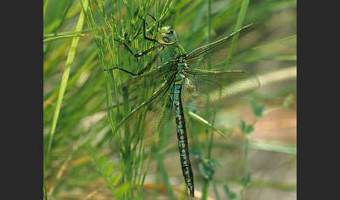 Große Königslibelle (Anax imperator)