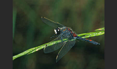 Nordische Moosjungfer (Leucorrhinia rubicunda)