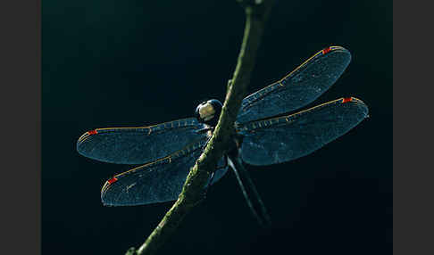 Nordische Moosjungfer (Leucorrhinia rubicunda)