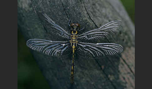 Kleine Moosjungfer (Leucorrhinia dubia)