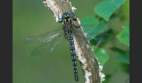 Kleine Mosaikjungfer (Brachytron pratense)