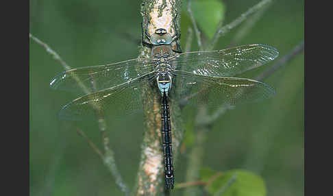 Große Königslibelle (Anax imperator)