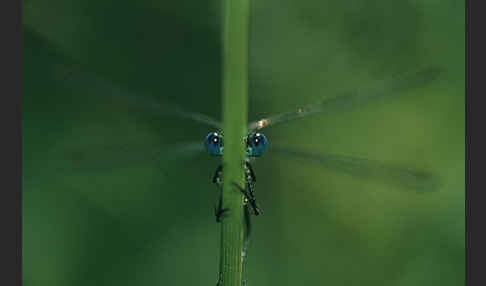 Binsenjungfer (Lestes spec.)