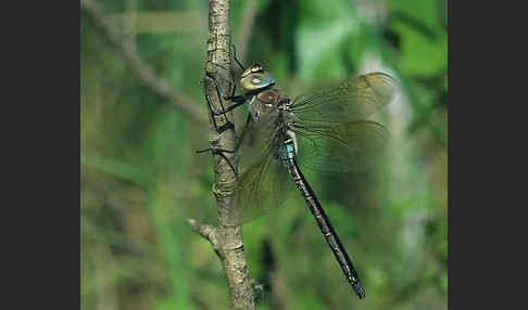 Große Königslibelle (Anax imperator)