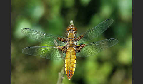 Plattbauch (Libellula depressa)