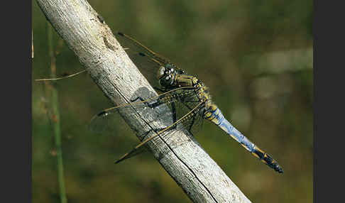 Großer Blaupfeil (Orthetrum cancellatum)