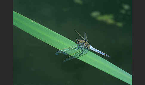 Großer Blaupfeil (Orthetrum cancellatum)