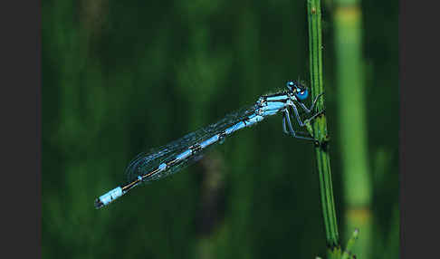 Becher-Azurjungfer (Enallagma cyathigerum)