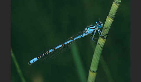 Becher-Azurjungfer (Enallagma cyathigerum)