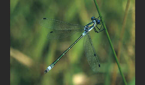 Glänzende Binsenjungfer (Lestes dryas)