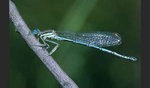 Federlibelle (Platycnemis pennipes)