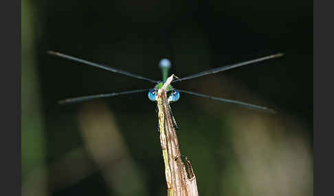 Binsenjungfer (Lestes spec.)