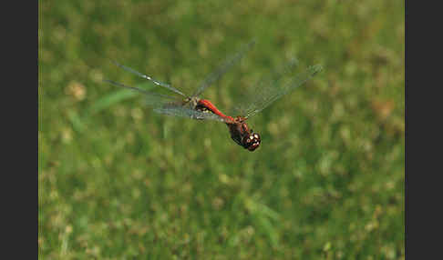 Blutrote Heidelibelle (Sympetrum sanguineum)