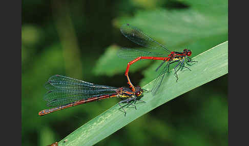 Frühe Adonislibelle (Pyrrhosoma nymphula)