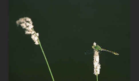 Grüne Keiljungfer (Ophiogomphus cecilia)