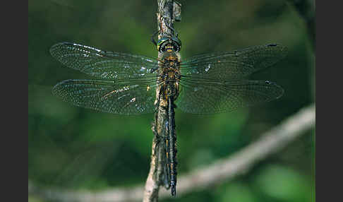 Gefleckte Smaragdlibelle (Somatochlora flavomaculata)