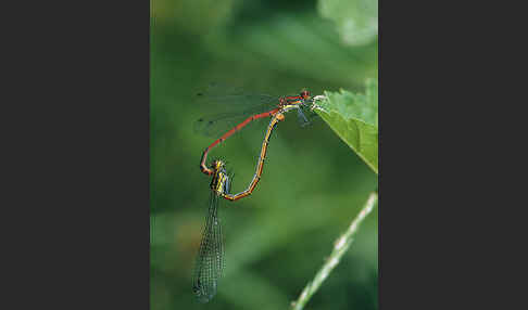 Frühe Adonislibelle (Pyrrhosoma nymphula)