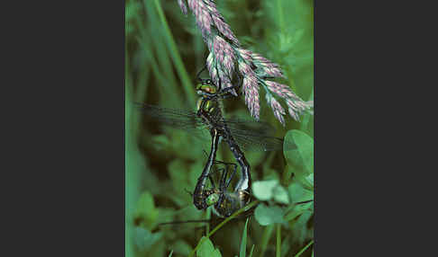 Gemeine Smaragdlibelle (Cordulia aenea)