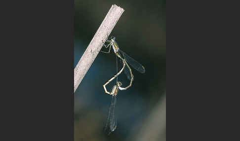 Kleine Binsenjungfer (Lestes virens)