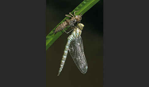 Blaugrüne Mosaikjungfer (Aeshna cyanea)