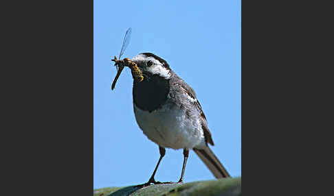 Bachstelze (Motacilla alba)