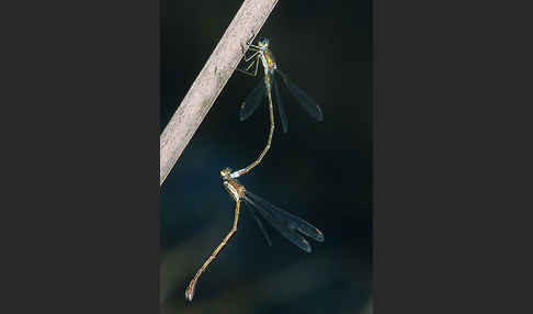 Kleine Binsenjungfer (Lestes virens)