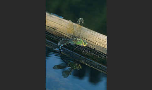 Große Königslibelle (Anax imperator)