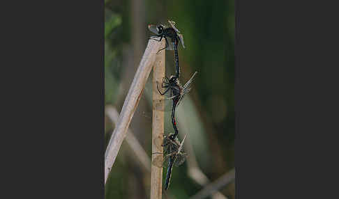 Nordische Moosjungfer (Leucorrhinia rubicunda)