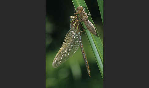 Braune Mosaikjungfer (Aeshna grandis)