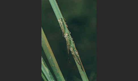 Kleinlibellen (Zygoptera)