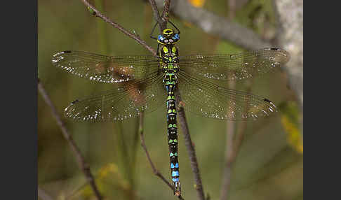 Blaugrüne Mosaikjungfer (Aeshna cyanea)