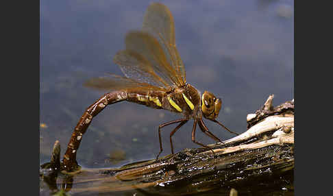 Braune Mosaikjungfer (Aeshna grandis)